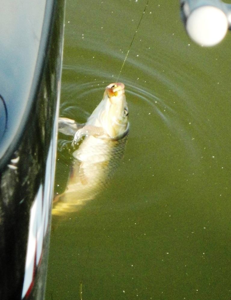 Delta iunie 2013 - dsc09829.JPG